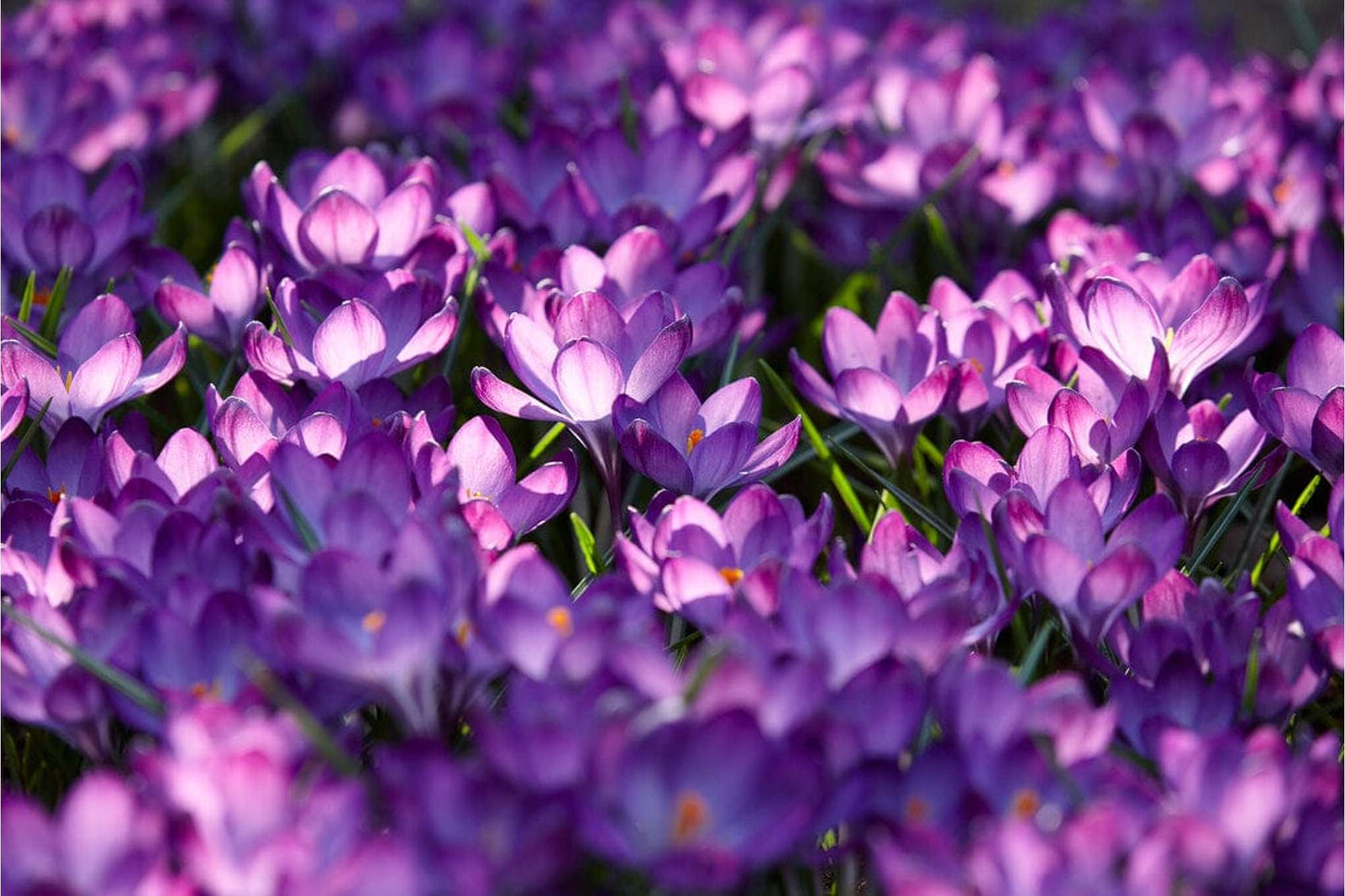 Krokus 'Ruby Giant'